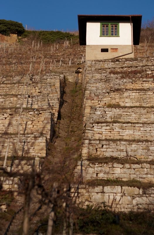 Weinberg im Dezember