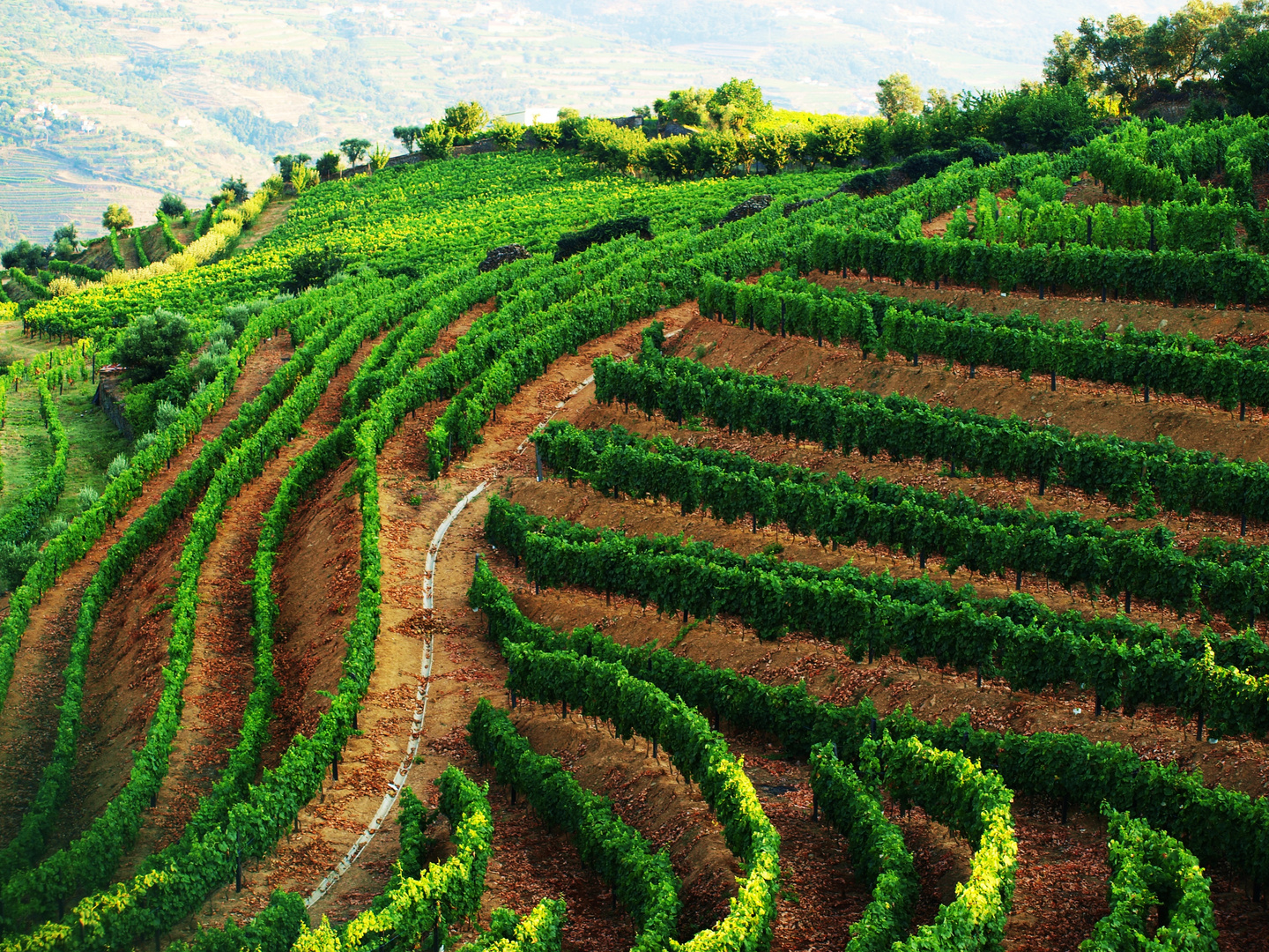 Weinberg im Douro-Tal, Portugal