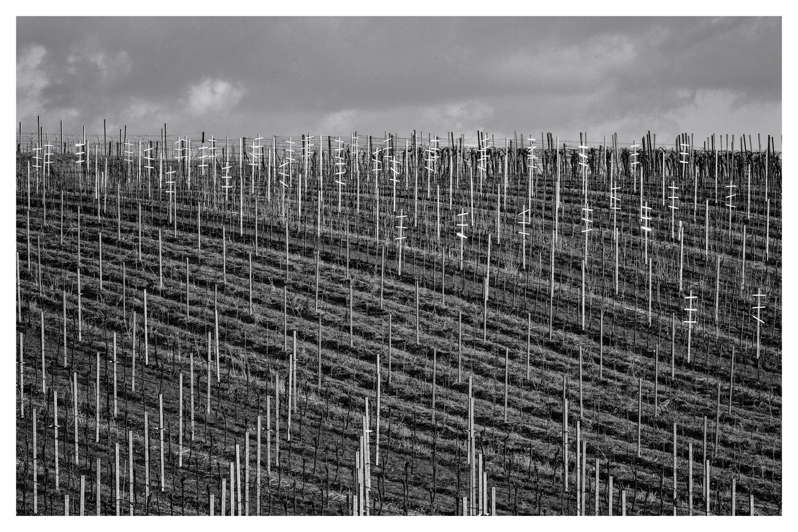 Weinberg im frühen Frühling