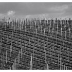 Weinberg im frühen Frühling