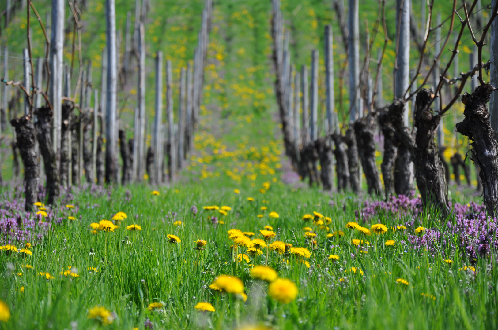 Weinberg im Frühling