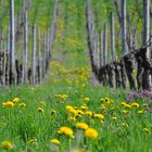 Weinberg im Frühling