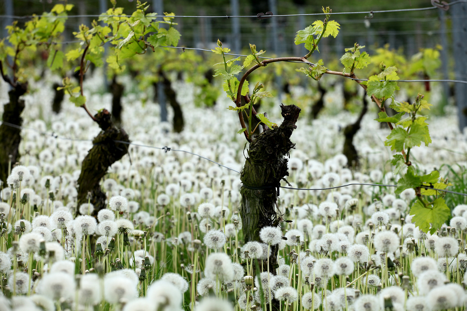 Weinberg im Frühling