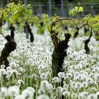 Weinberg im Frühling