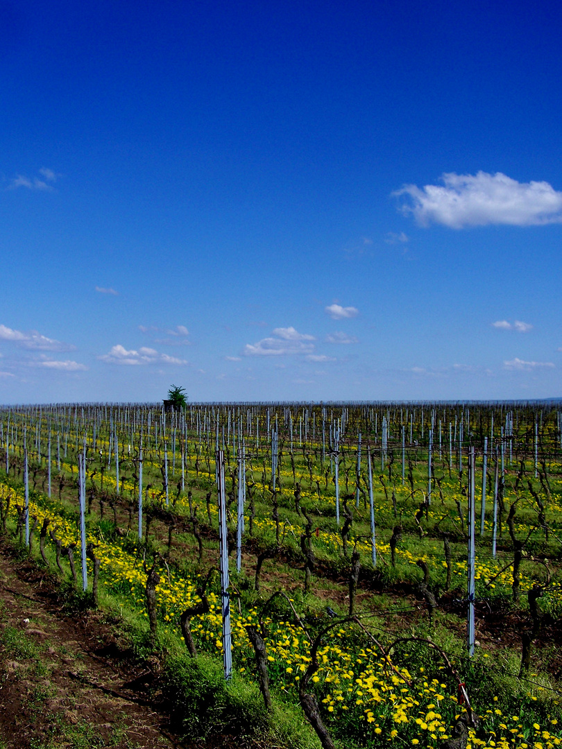 Weinberg im Frühling