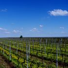 Weinberg im Frühling