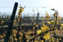 Weinberg im Frühling