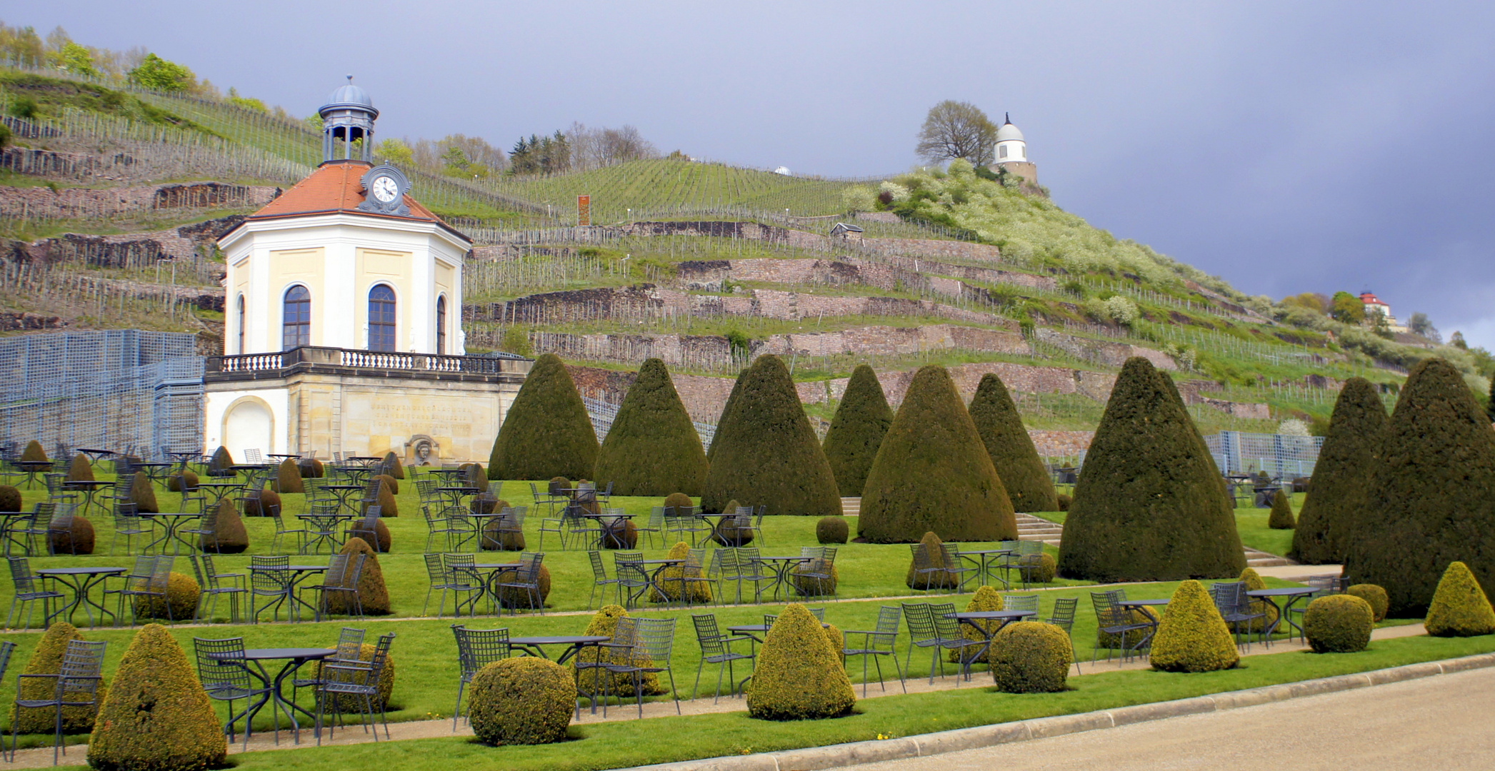 Weinberg im Frühling