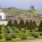 Weinberg im Frühling