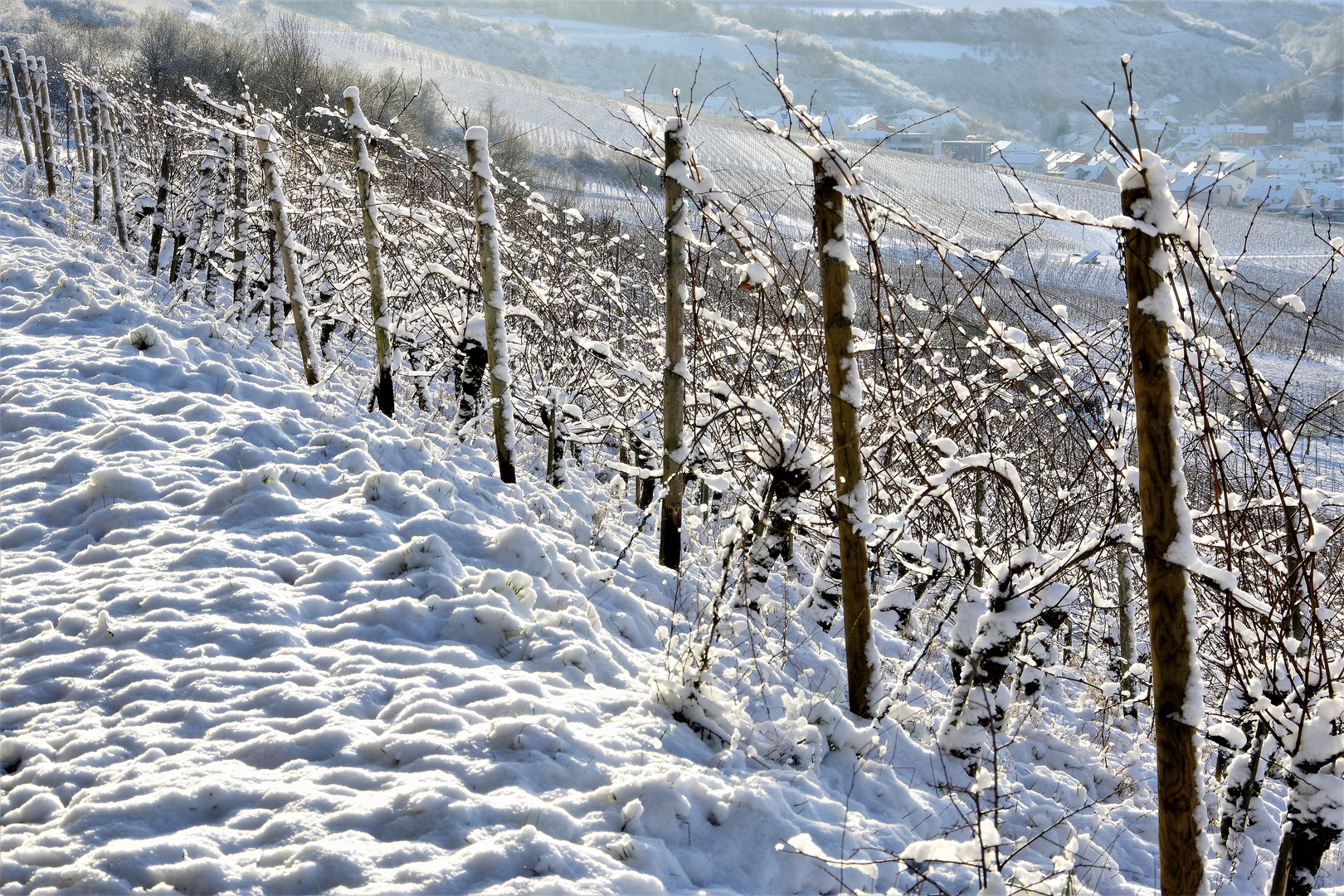 Weinberg im Gegenlicht