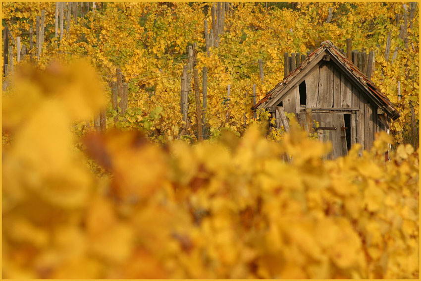 Weinberg im Goldgewand