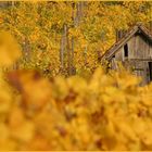 Weinberg im Goldgewand