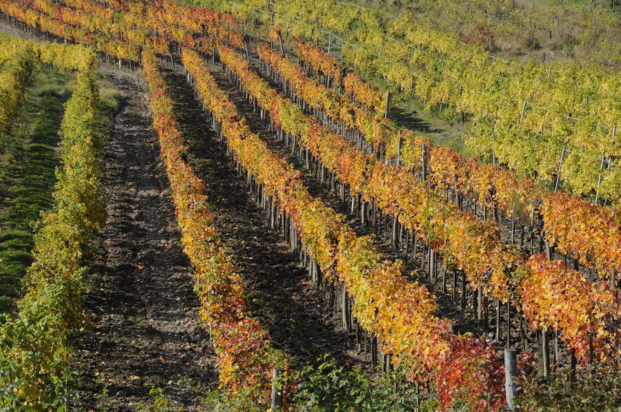 Weinberg im Herbst