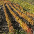 Weinberg im Herbst