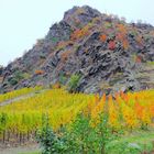 Weinberg im Herbst