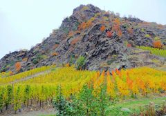 Weinberg im Herbst