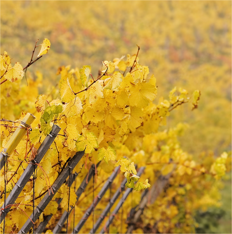 Weinberg im Herbst 1