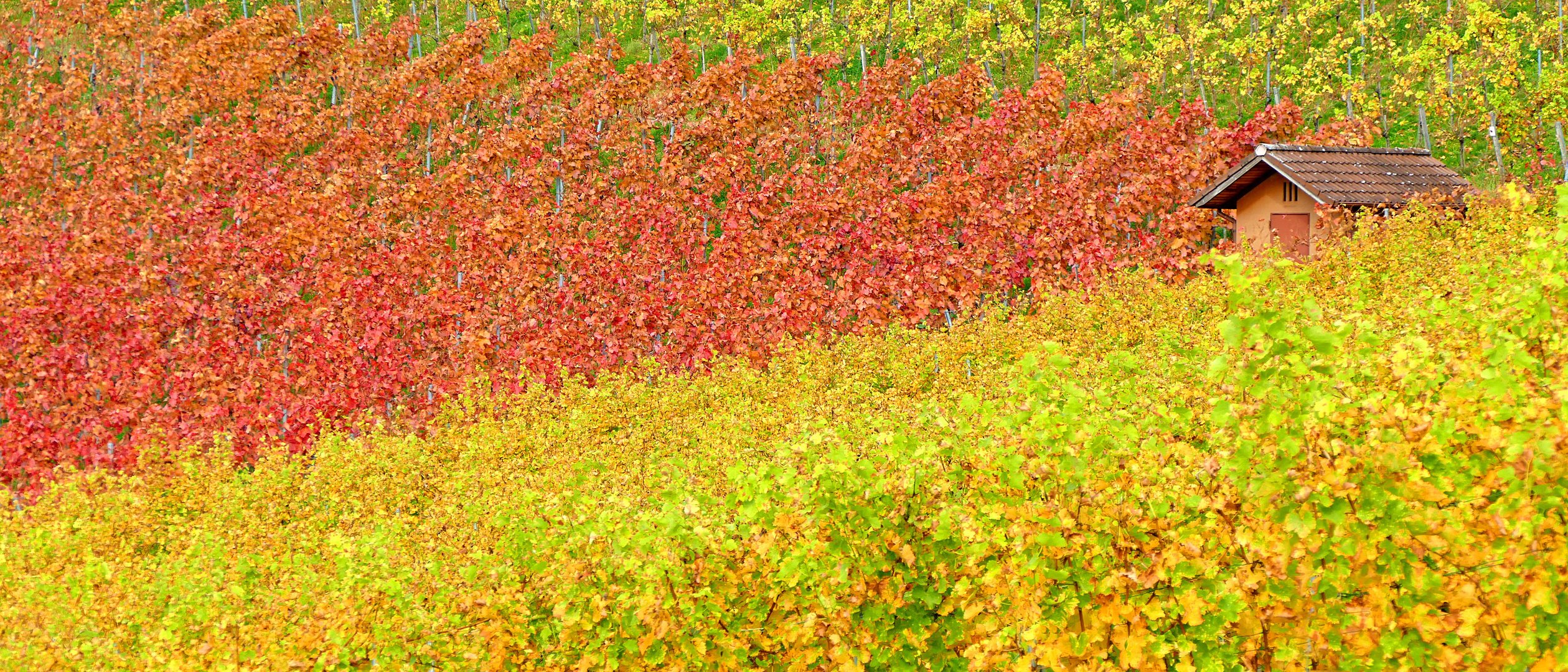 Weinberg im Herbst 1