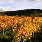 Weinberg im Herbst