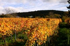 Weinberg im Herbst