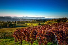 Weinberg im Herbst 