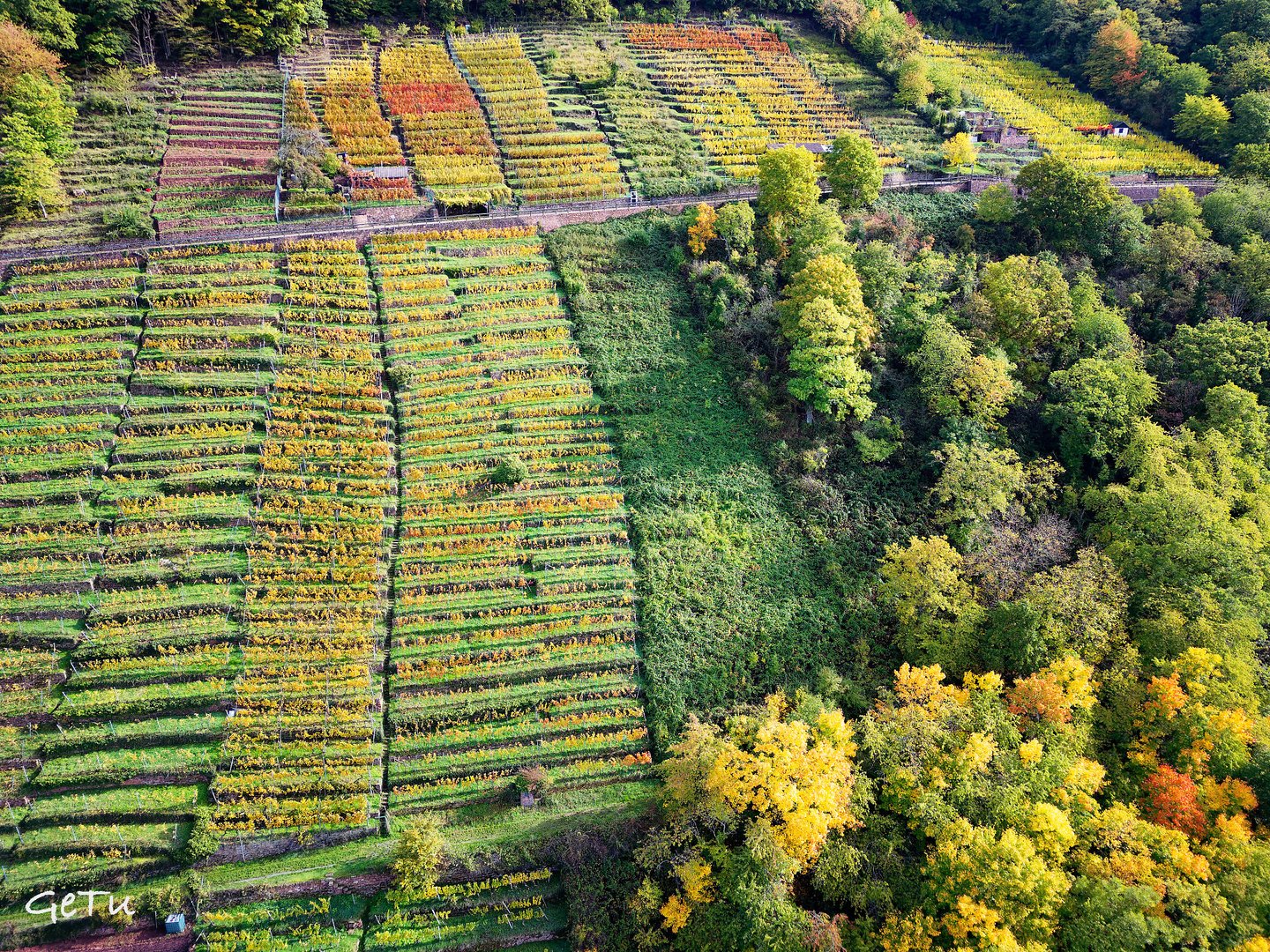 Weinberg im Herbst