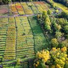 Weinberg im Herbst