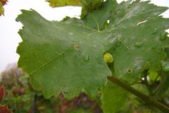 Weinberg im Herbst