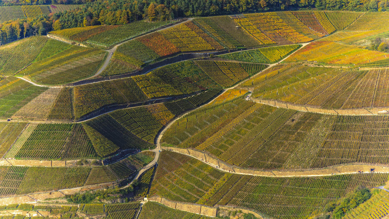 Weinberg im Herbst #2