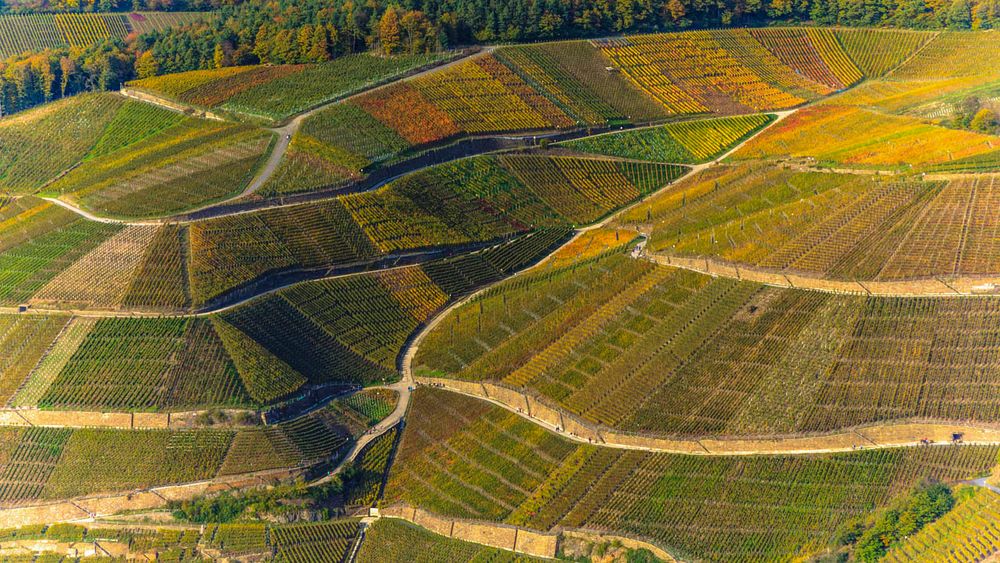 Weinberg im Herbst #2