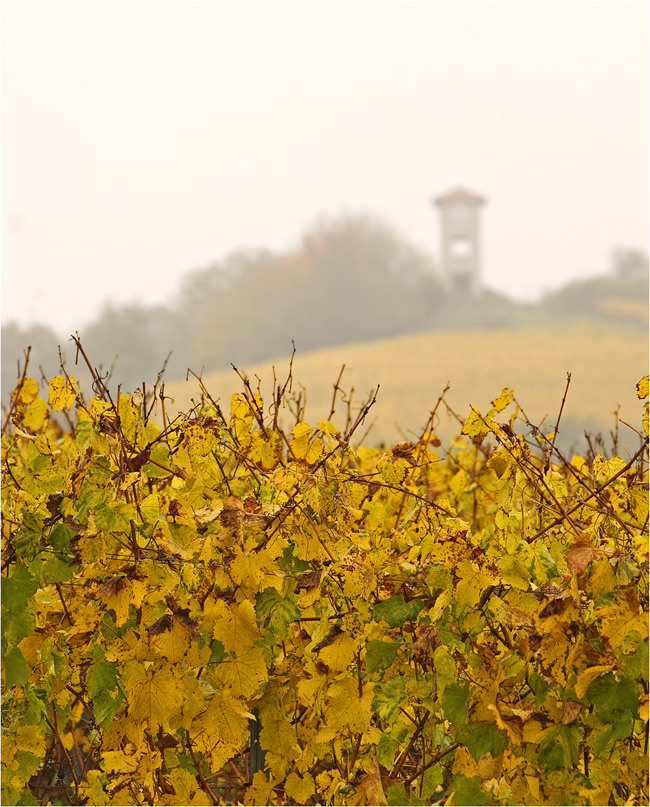 Weinberg im Herbst 2