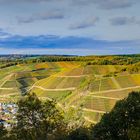 Weinberg im Herbst #3