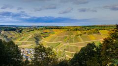 Weinberg im Herbst #3