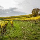 Weinberg im Herbst 3