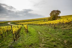 Weinberg im Herbst 3