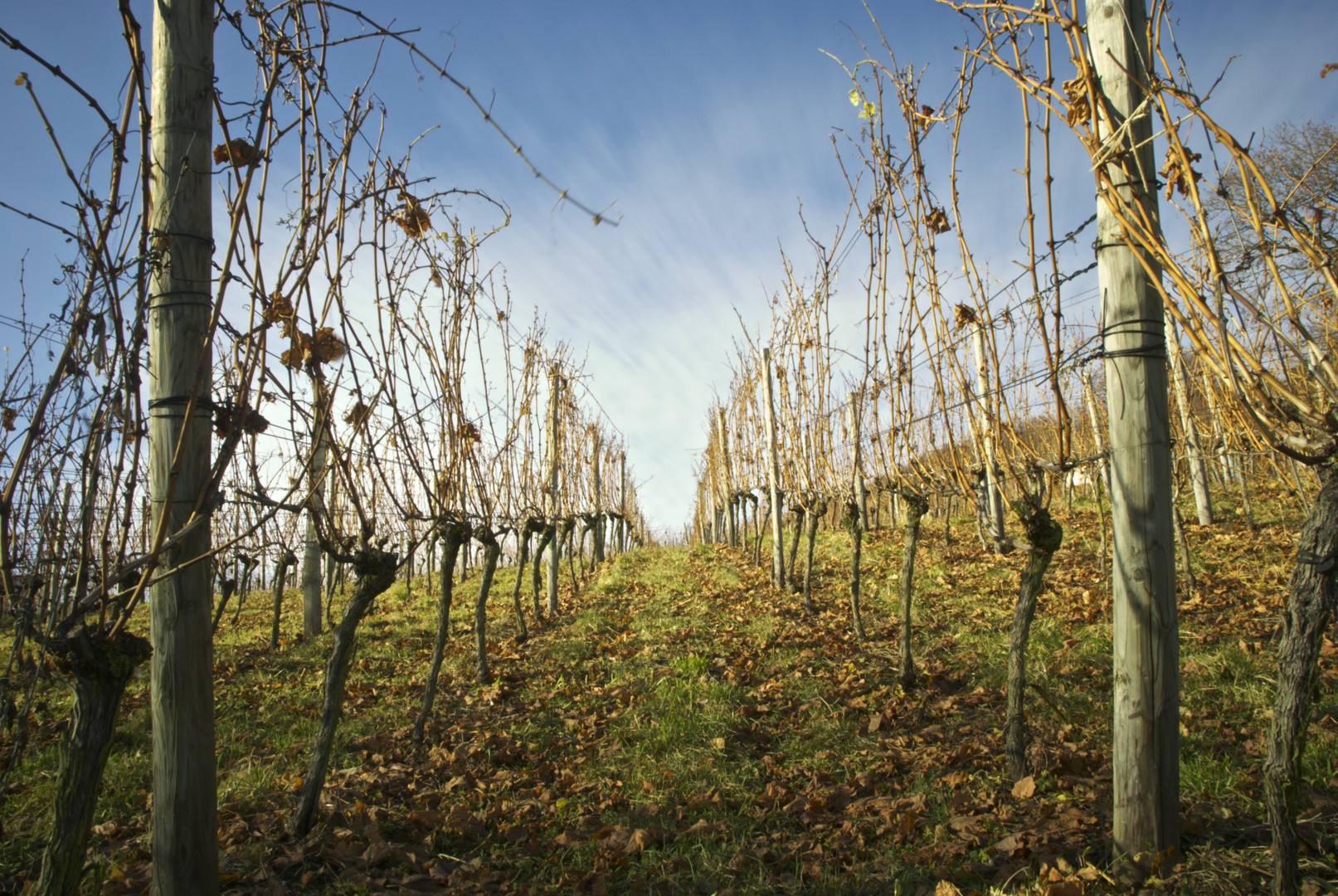 Weinberg im Herbst