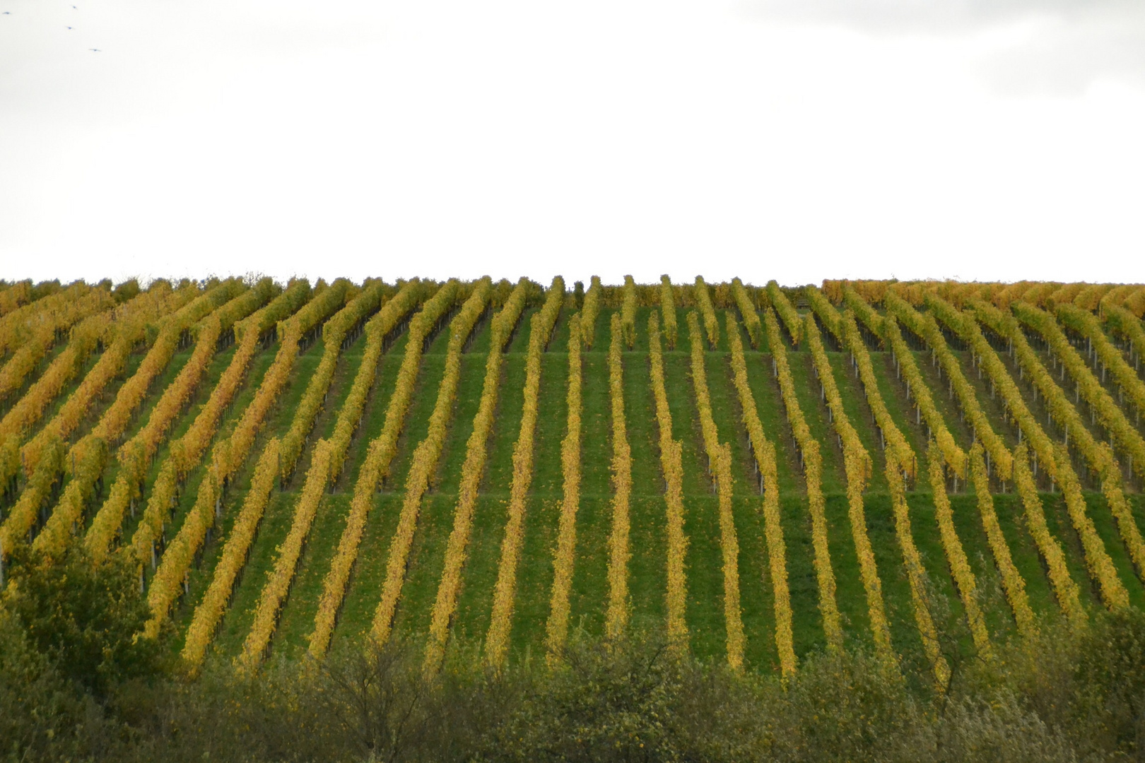 Weinberg im Herbst