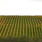 Weinberg im Herbst