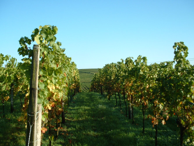 Weinberg im Herbst