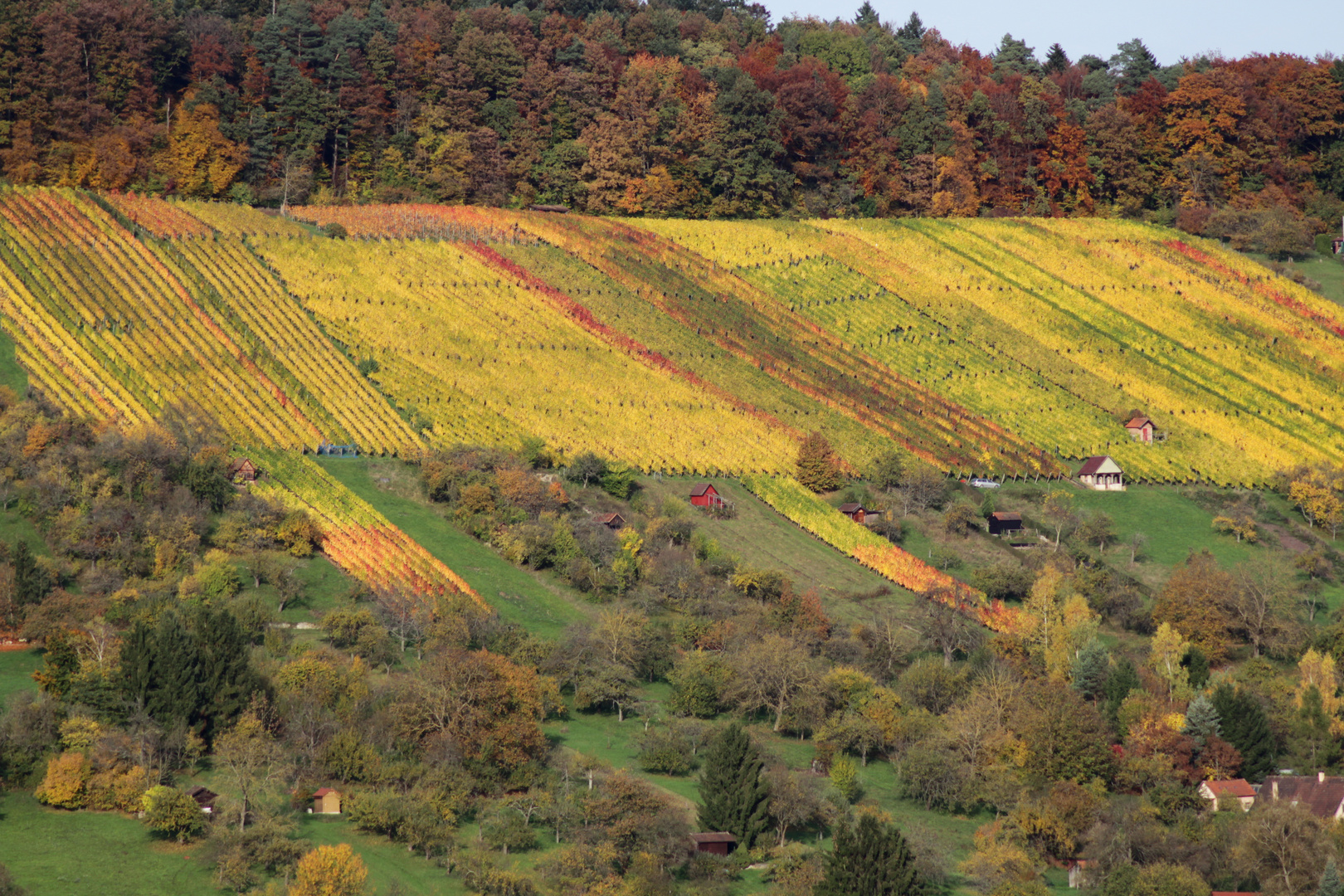 Weinberg im Herbst