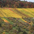 Weinberg im Herbst