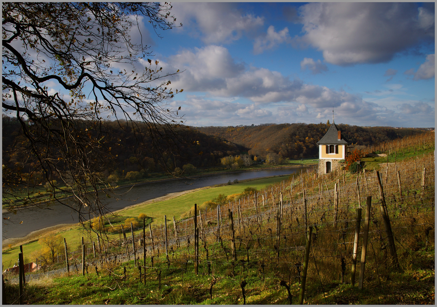 weinberg im herbst