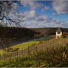 weinberg im herbst