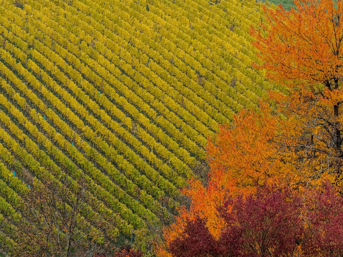 Weinberg im Herbst