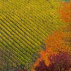 Weinberg im Herbst