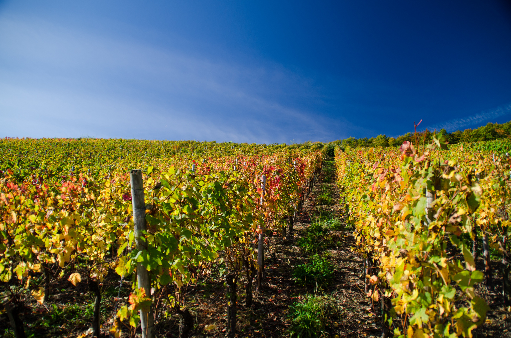 Weinberg im Herbst