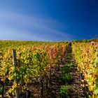 Weinberg im Herbst