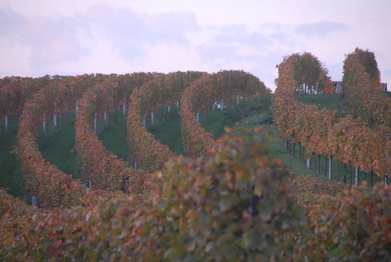 Weinberg im Herbst