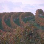 Weinberg im Herbst