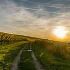 Weinberg im Herbst